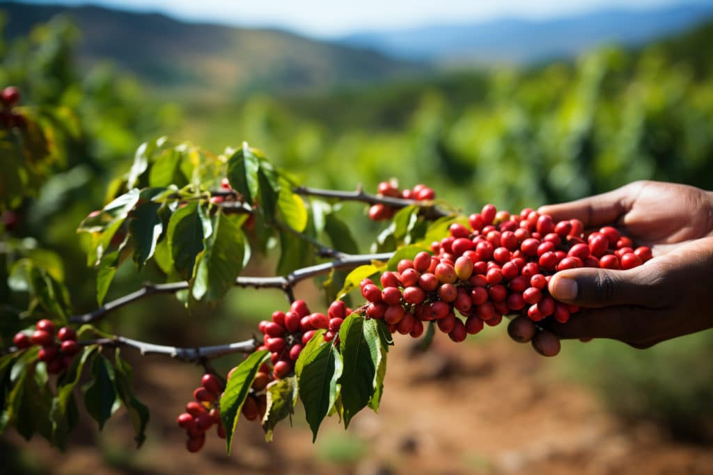 L’avenir du café éthiopien face aux défis environnementaux et économiques
